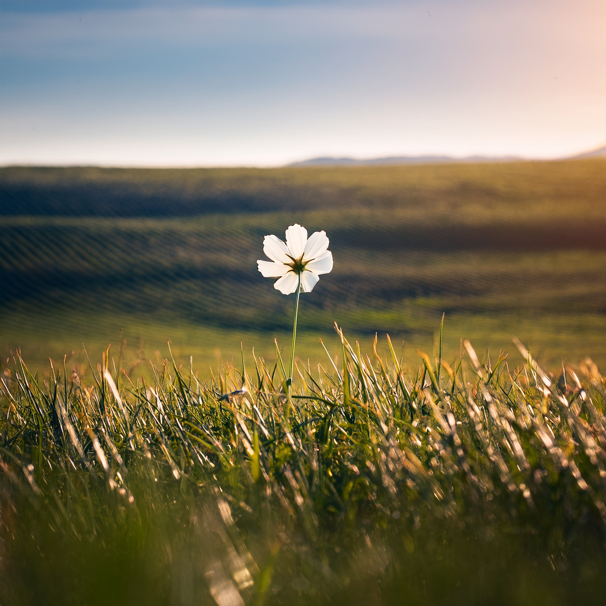Single white flower in a field